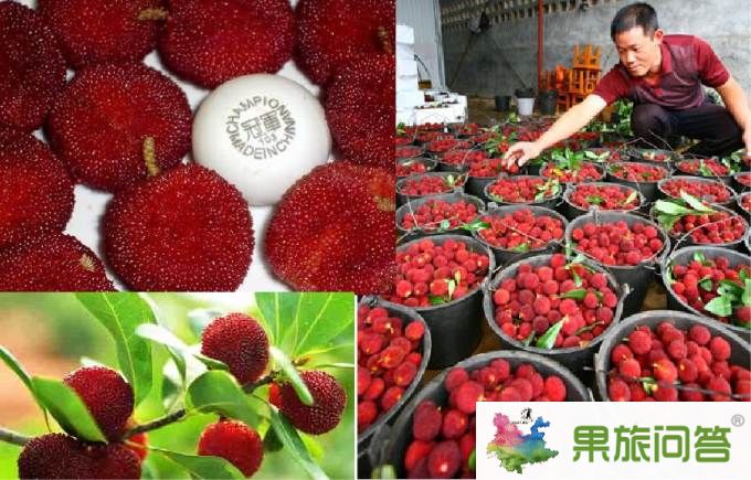 石屏楊梅節(jié)吃貨們的最?lèi)?ài)_今年石屏楊梅節(jié)是什么時(shí)候?