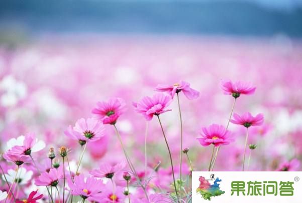 昆明、大理、麗江、香格里拉、瀘沽湖、西雙版納生態(tài)休閑之旅