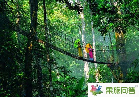 去西雙版納望天樹(shù)旅游,享受被大自然懷抱的感覺(jué)
