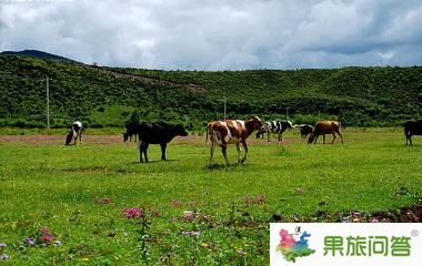 香格里拉大草原-昆明國旅告訴您,云南旅游怎樣管住自己的錢包