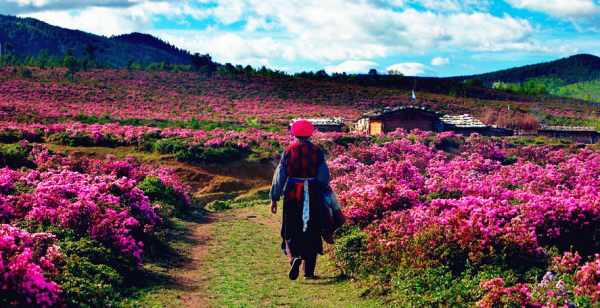 這個季節(jié)是香格里拉花季,現(xiàn)在去云南旅游安全嗎?云南旅游十一旺季去云南旅游安全了嗎?