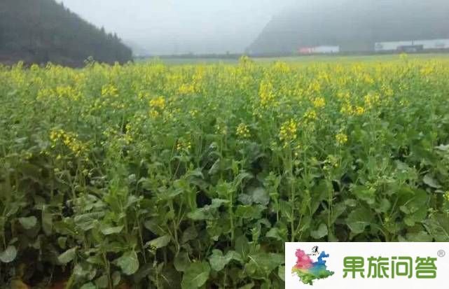 2015今年羅平油菜花節(jié)什么時(shí)侯開(kāi)?