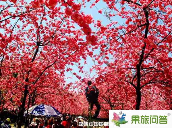 昆明市區(qū)旅游攻略：馬年2.14情人節(jié)昆明市區(qū)有什么好玩的？